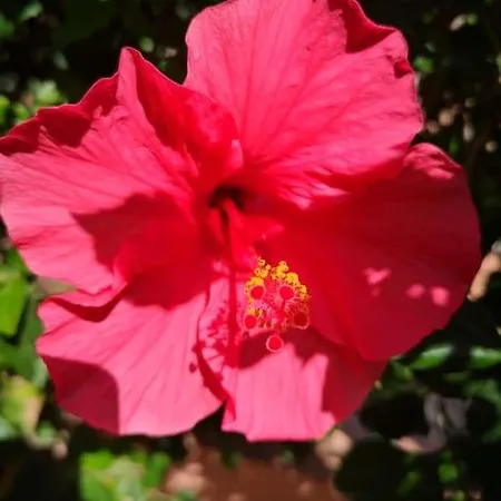 Prázdninový dům Wohlfuehloase In Maspalomas (Gran Canaria)